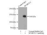 SPARCL1 Antibody in Immunoprecipitation (IP)