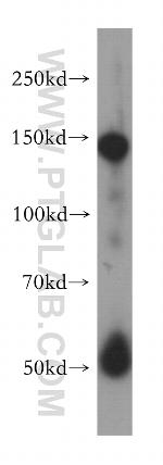 SPARCL1 Antibody in Western Blot (WB)