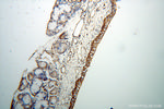 TEKT2 Antibody in Immunohistochemistry (Paraffin) (IHC (P))