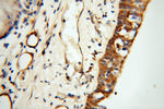 TEKT2 Antibody in Immunohistochemistry (Paraffin) (IHC (P))