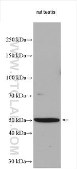 TEKT2 Antibody in Western Blot (WB)