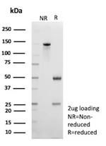 CD109 Antibody in SDS-PAGE (SDS-PAGE)