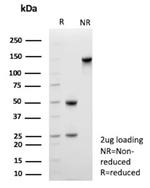 CD109 Antibody in SDS-PAGE (SDS-PAGE)