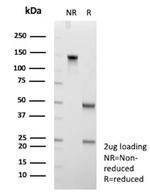 CD109 Antibody in SDS-PAGE (SDS-PAGE)