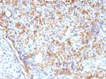 CD109 Monoclonal Antibody (CD109/9955)