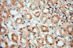 Nidogen 2 Antibody in Immunohistochemistry (Paraffin) (IHC (P))