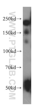 Nidogen 2 Antibody in Western Blot (WB)