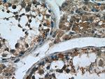 Proenkephalin-A Antibody in Immunohistochemistry (Paraffin) (IHC (P))