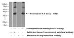 Proenkephalin-A Antibody in Western Blot (WB)