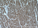 HMGCR Antibody in Immunohistochemistry (Paraffin) (IHC (P))