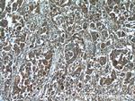 HMGCR Antibody in Immunohistochemistry (Paraffin) (IHC (P))