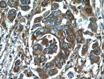 HMGCR Antibody in Immunohistochemistry (Paraffin) (IHC (P))
