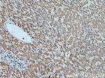 HMGCR Antibody in Immunohistochemistry (Paraffin) (IHC (P))