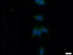 P2RX4 Antibody in Immunocytochemistry (ICC/IF)