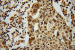 MSY2 Antibody in Immunohistochemistry (Paraffin) (IHC (P))