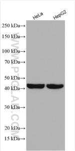 MSY2 Antibody in Western Blot (WB)