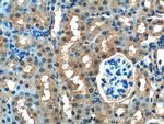 FUK Antibody in Immunohistochemistry (Paraffin) (IHC (P))