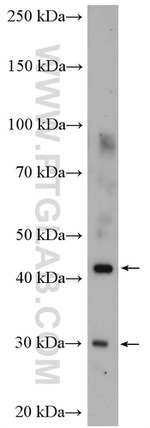 PDSS2 Antibody in Western Blot (WB)