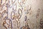 TFEC Antibody in Immunohistochemistry (Paraffin) (IHC (P))