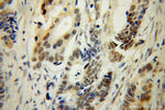TFEC Antibody in Immunohistochemistry (Paraffin) (IHC (P))