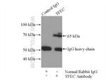 TFEC Antibody in Immunoprecipitation (IP)