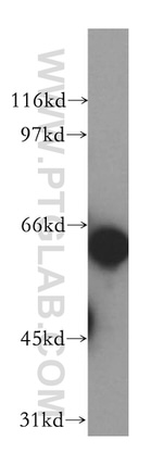 TFEC Antibody in Western Blot (WB)