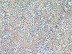COG7 Antibody in Immunohistochemistry (Paraffin) (IHC (P))