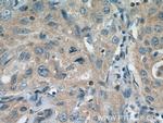 COG7 Antibody in Immunohistochemistry (Paraffin) (IHC (P))
