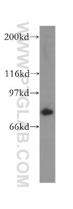 COG7 Antibody in Western Blot (WB)