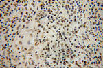 IKZF2 Antibody in Immunohistochemistry (Paraffin) (IHC (P))