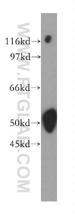 BRUNOL5 Antibody in Western Blot (WB)