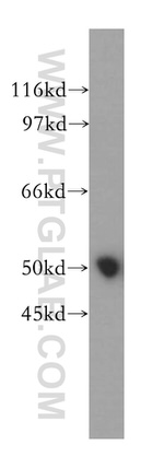 BRUNOL5 Antibody in Western Blot (WB)