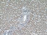 BST2 Antibody in Immunohistochemistry (Paraffin) (IHC (P))