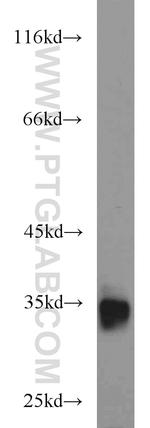 BST2 Antibody in Western Blot (WB)