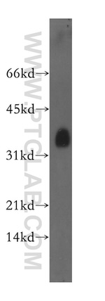 BST2 Antibody in Western Blot (WB)