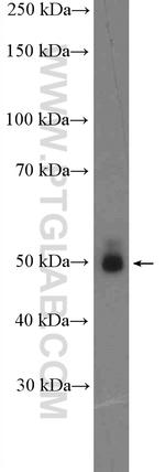 KHDRBS3 Antibody in Western Blot (WB)