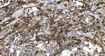 FcR gamma Antibody in Immunohistochemistry (Paraffin) (IHC (P))