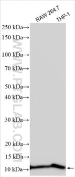 FcR gamma Antibody in Western Blot (WB)