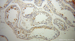 UBQLN3 Antibody in Immunohistochemistry (Paraffin) (IHC (P))
