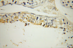 UBQLN3 Antibody in Immunohistochemistry (Paraffin) (IHC (P))