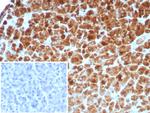 Carboxypeptidase A1/CPA1 (Pancreatic Cancer Marker) Antibody in Immunohistochemistry (Paraffin) (IHC (P))