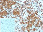 Carboxypeptidase A1/CPA1 (Pancreatic Cancer Marker) Recombinant Rabbit Monoclonal Antibody (CPA1/8258R)