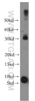 TSPAN13 Antibody in Western Blot (WB)