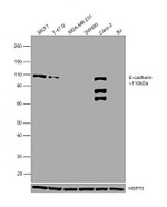 E-cadherin Monoclonal Antibody (SHE78-7)