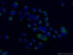 ARFGAP1 Antibody in Immunocytochemistry (ICC/IF)