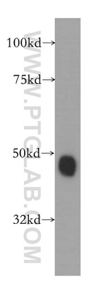 ARFGAP1 Antibody in Western Blot (WB)