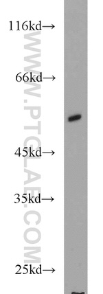 MNDA Antibody in Western Blot (WB)