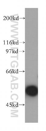 MNDA Antibody in Western Blot (WB)