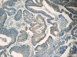 FAU Antibody in Immunohistochemistry (Paraffin) (IHC (P))