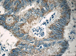 FAU Antibody in Immunohistochemistry (Paraffin) (IHC (P))